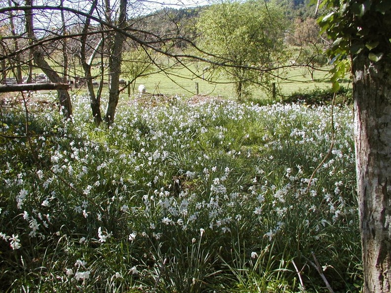Champ de Narcisses au Lambert