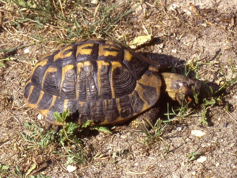 Tortue d'Hermann